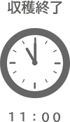 11時収穫終了