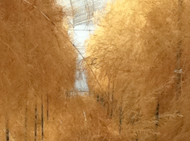 枯れたアスパラ